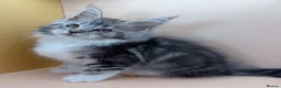Maine Coon cats for sale: Maine Coons with Tests, Papers, Vet Checks & Vacc. - Advert 9