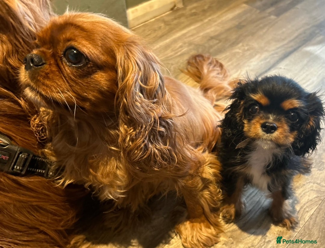 Cavalier King Charles Spaniel dogs for sale: KC Cavalier King Charles puppy - Image 4