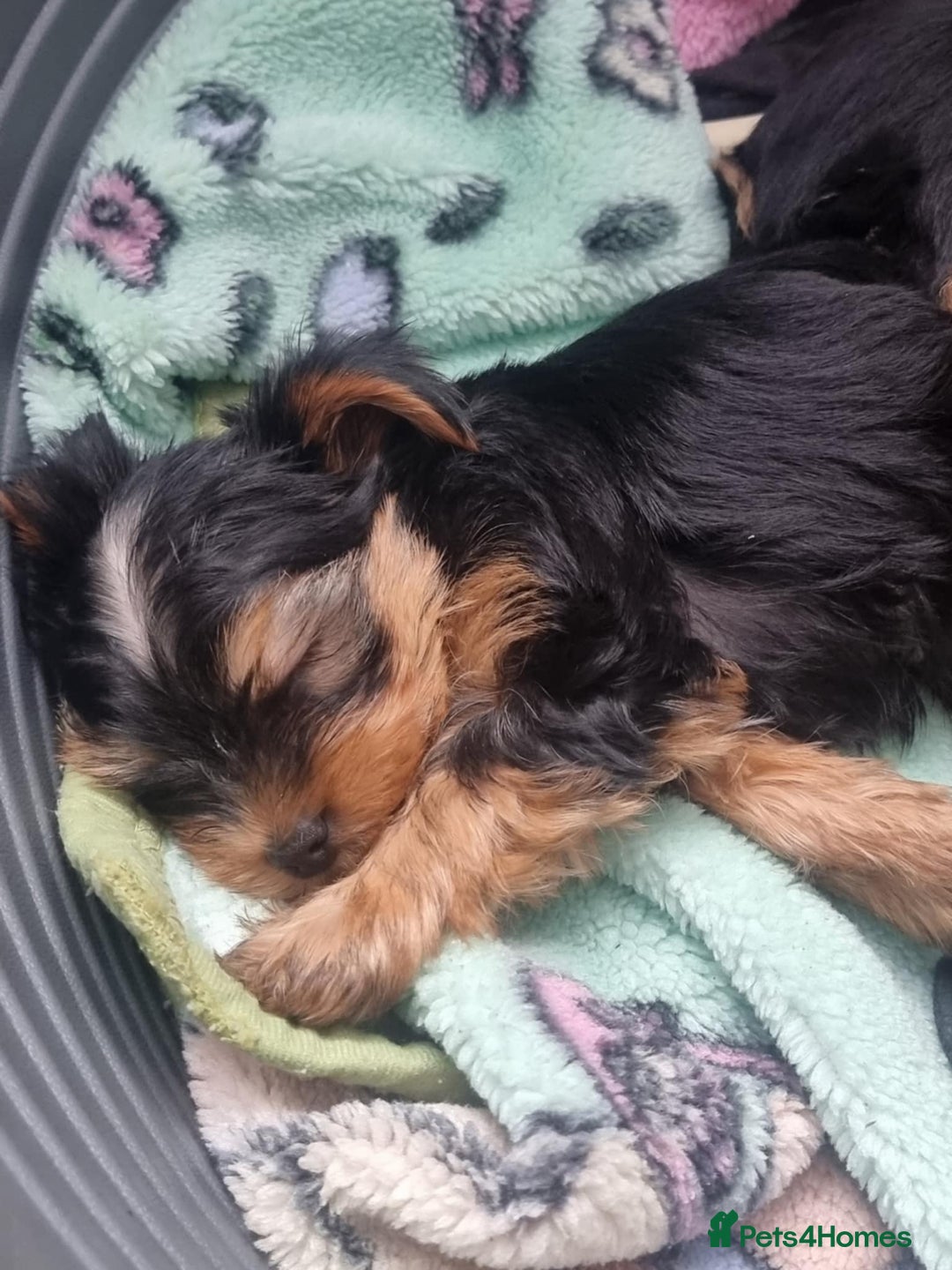 Yorkshire Terrier dogs for sale: Puppies for sale  - Image 5