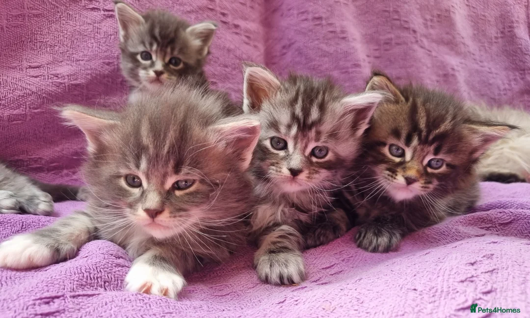 Maine Coon cats for sale: Maine Coon Kittens  - Advert 1
