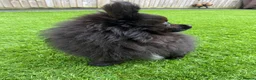 Pomeranian dogs for stud: STUD ONLY - Black Pom x Papillon  - Advert 4