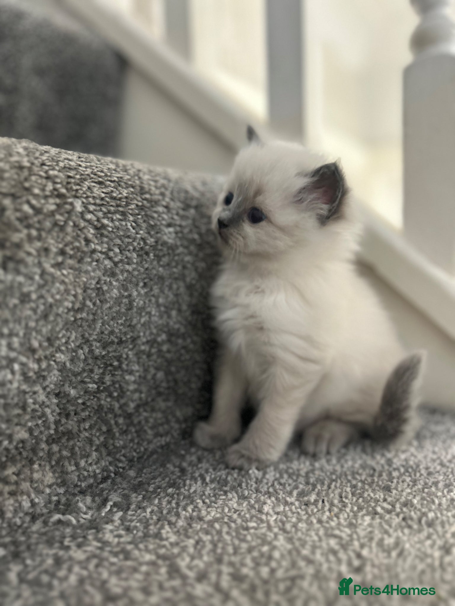 Ragdoll cats Ragdoll kittens for sale  - Advert 13