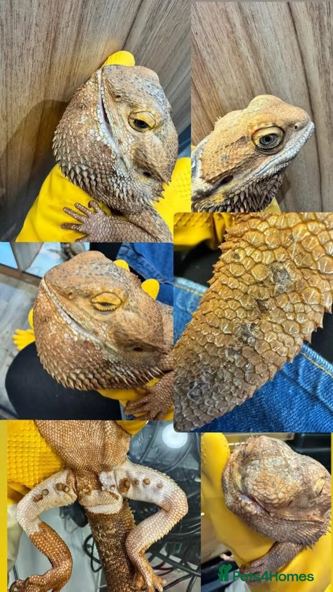 Bearded Dragon reptiles for sale: https://gofund.me/a7b816115 - Advert 2