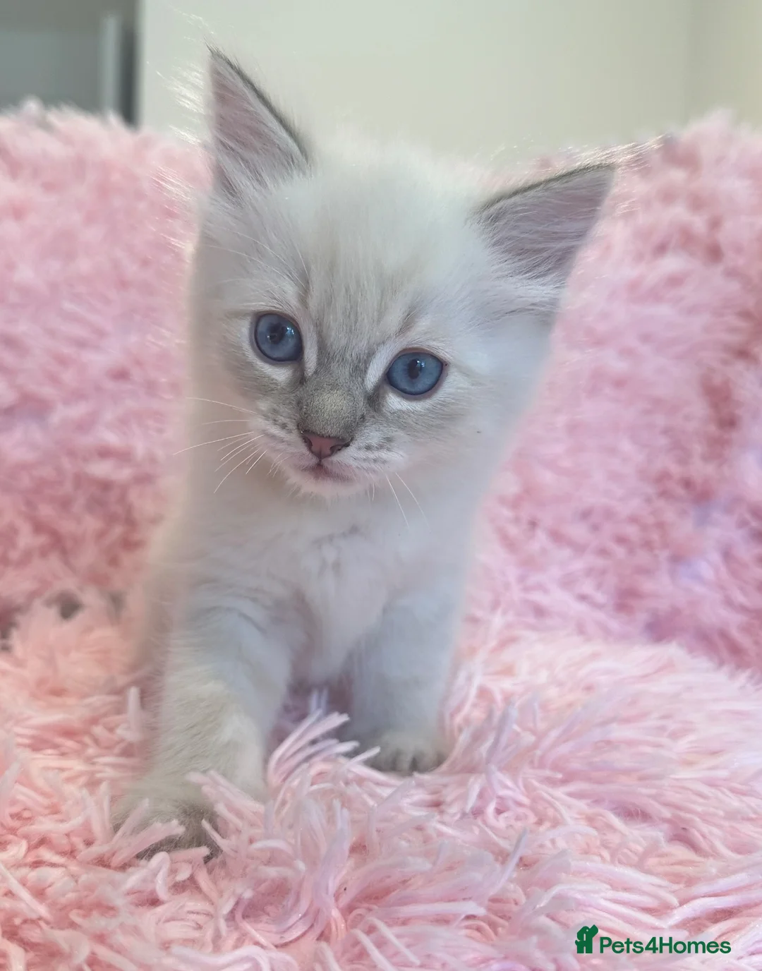 Ragdoll cats for sale: Stunning ragdolls available  in London - Advert 15