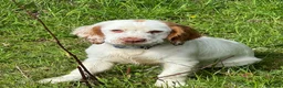 Clumber Spaniel dogs for sale: KC registered orange/ white girl - Advert 2