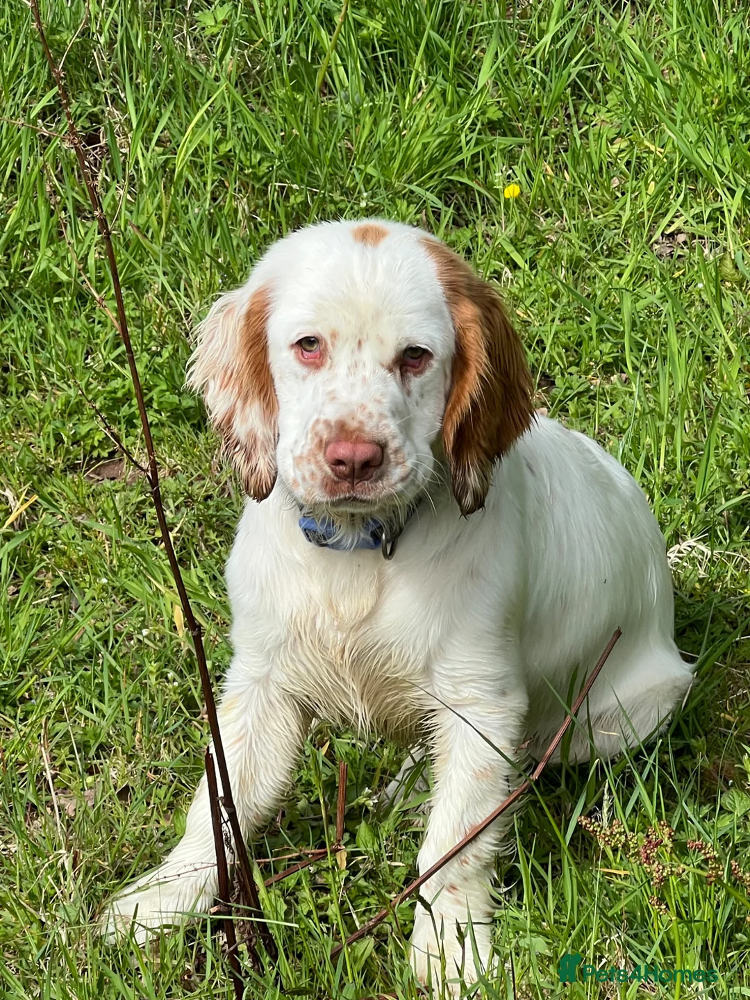 Clumber Spaniel dogs for sale: KC registered orange/ white girl - Advert 2