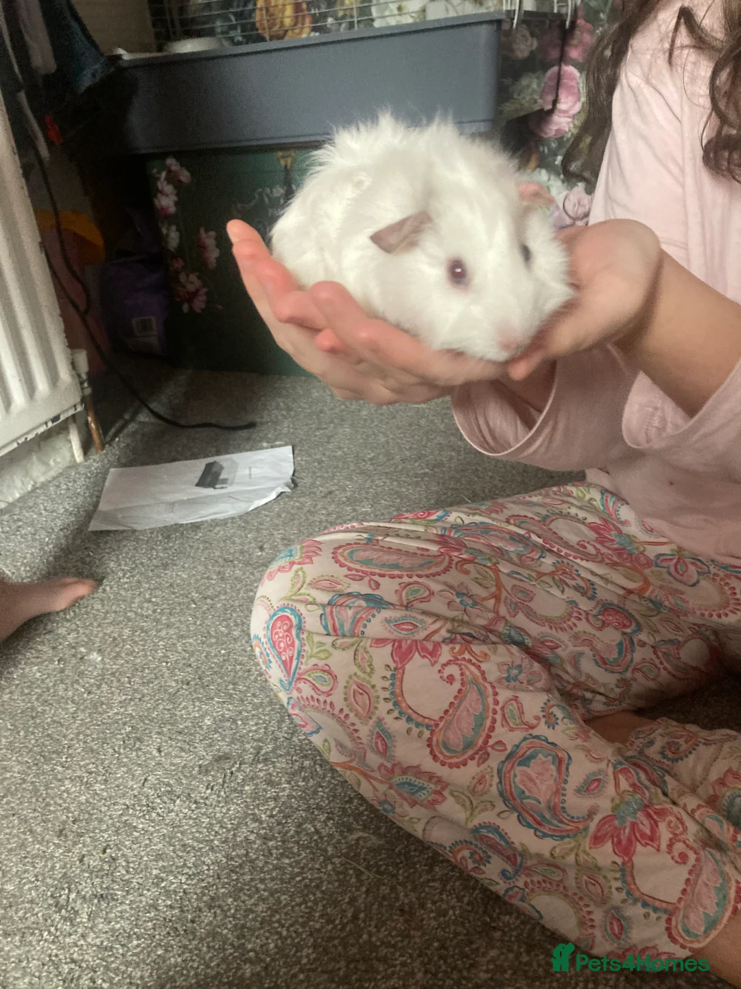 Guinea Pig rodents for sale: Two female guineas pigs with cage and accessories  - Advert 4