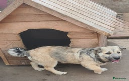 Mixed Breed dogs for adoption: STUMPY. 9kg small corgi type mix - Advert 2