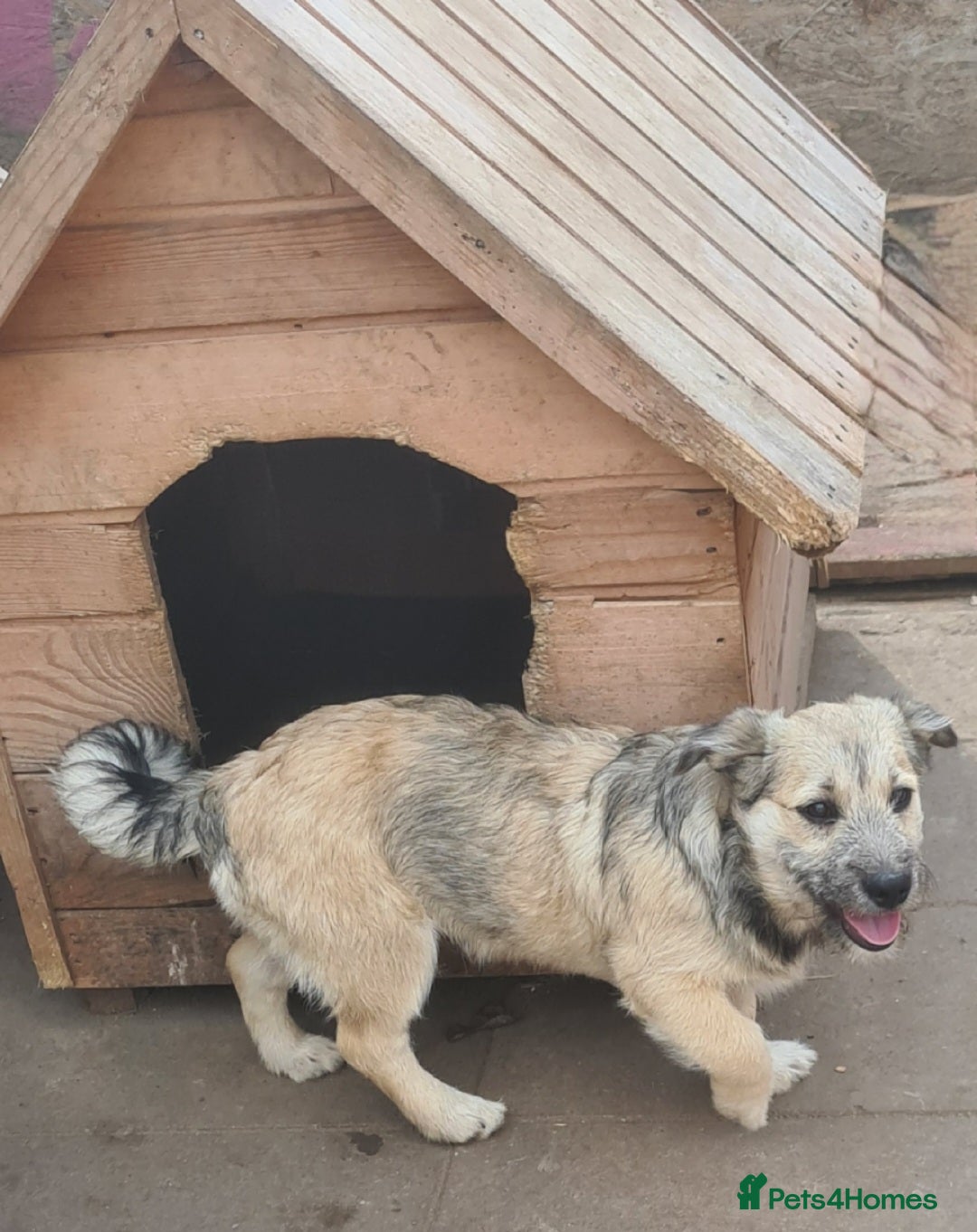 Mixed Breed dogs for adoption: STUMPY. 9kg small corgi type mix - Advert 2