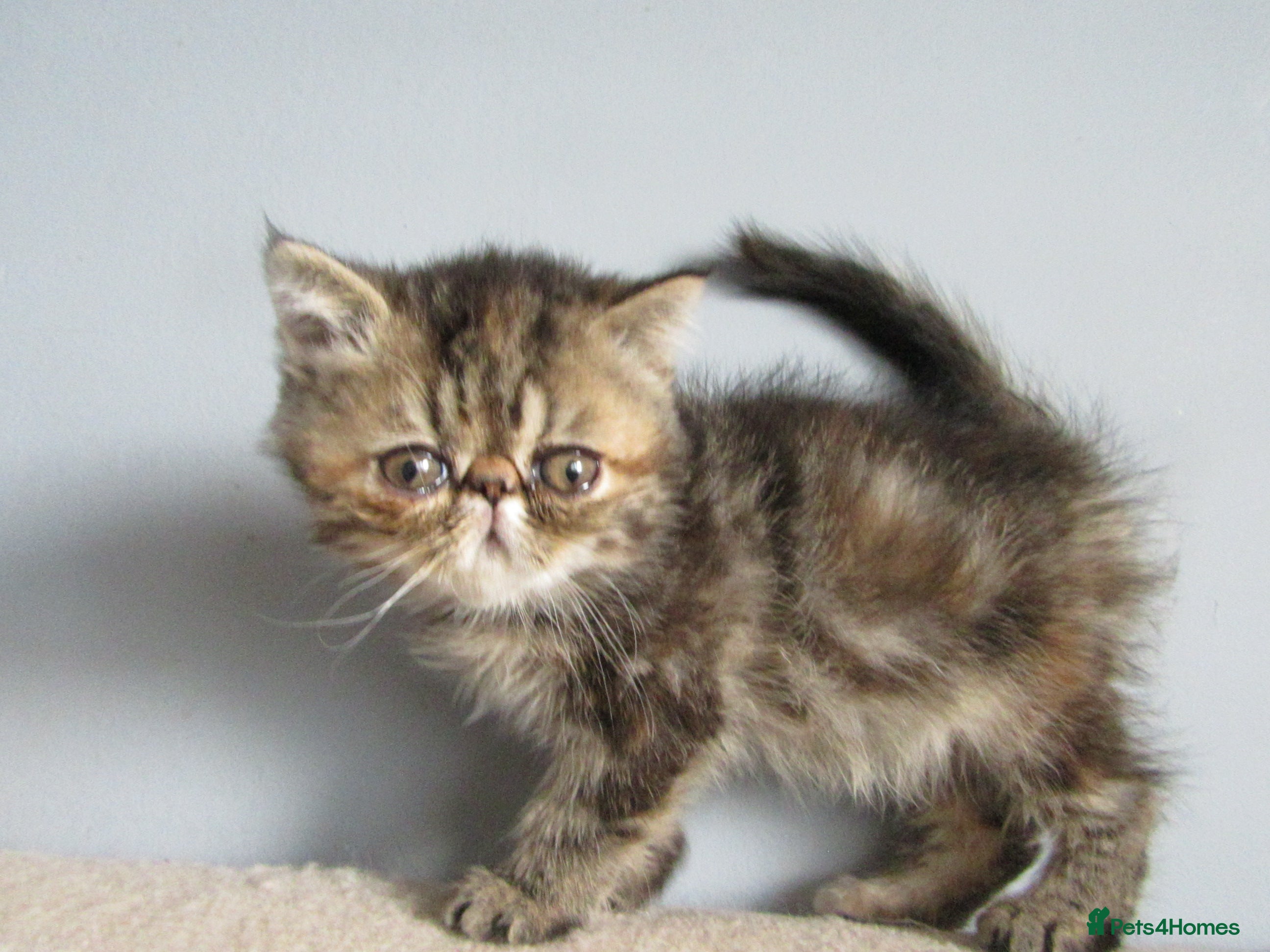 Exotic cats for sale: Gorgeous Exotic kittens in Leigh-on-Sea - Advert 4