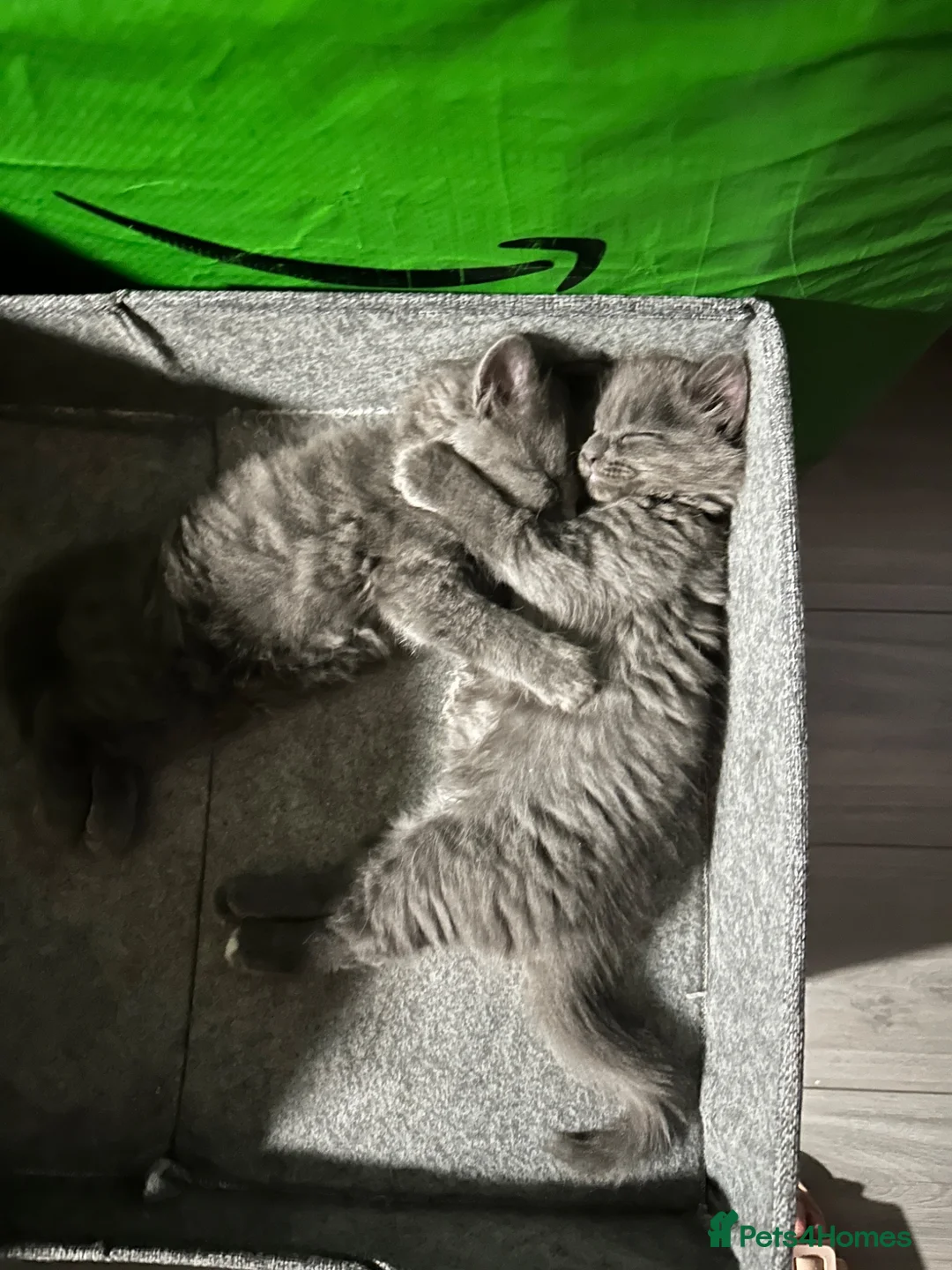Mixed Breed cats for sale: Kitten - Advert 5