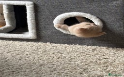 British Shorthair cats for sale: Stunning British Blue Shorthair Kittens - Image 6