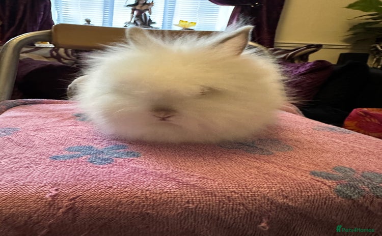 Lionhead rabbits - Advert 5