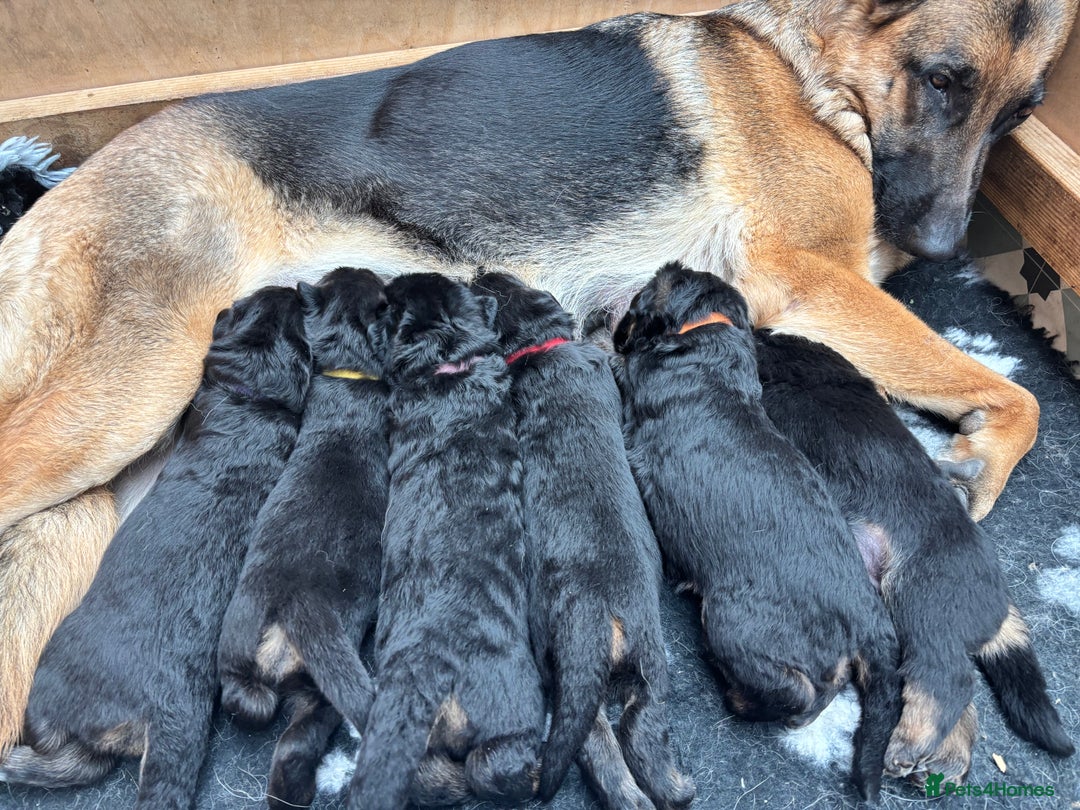 German Shepherd dogs for sale: German Shepherd Puppies KC registered - Image 22