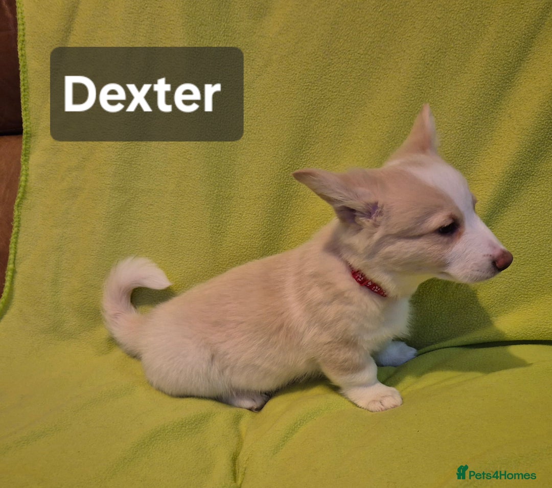 Welsh Corgi Pembroke dogs for sale: 8  Wales Pembroke Corgi puppy's - Advert 29