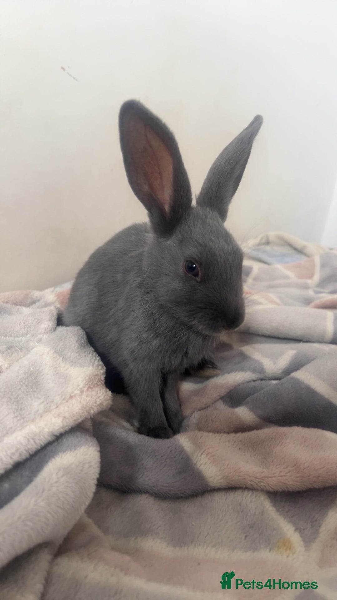 Belgian Hares rabbits for sale: Lovable rabbit  - Image 4