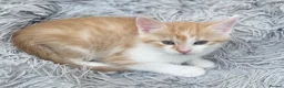 Ragdoll cats for sale: Adorable Ragdoll Cross Kittens - Advert 21
