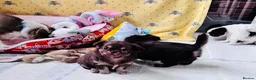 Chihuahua dogs for sale: chocolate tri long coat chihuahua puppies  - Advert 9
