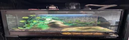 Frog reptiles for sale: Pac-Man complete set up in Ingatestone - Advert 4