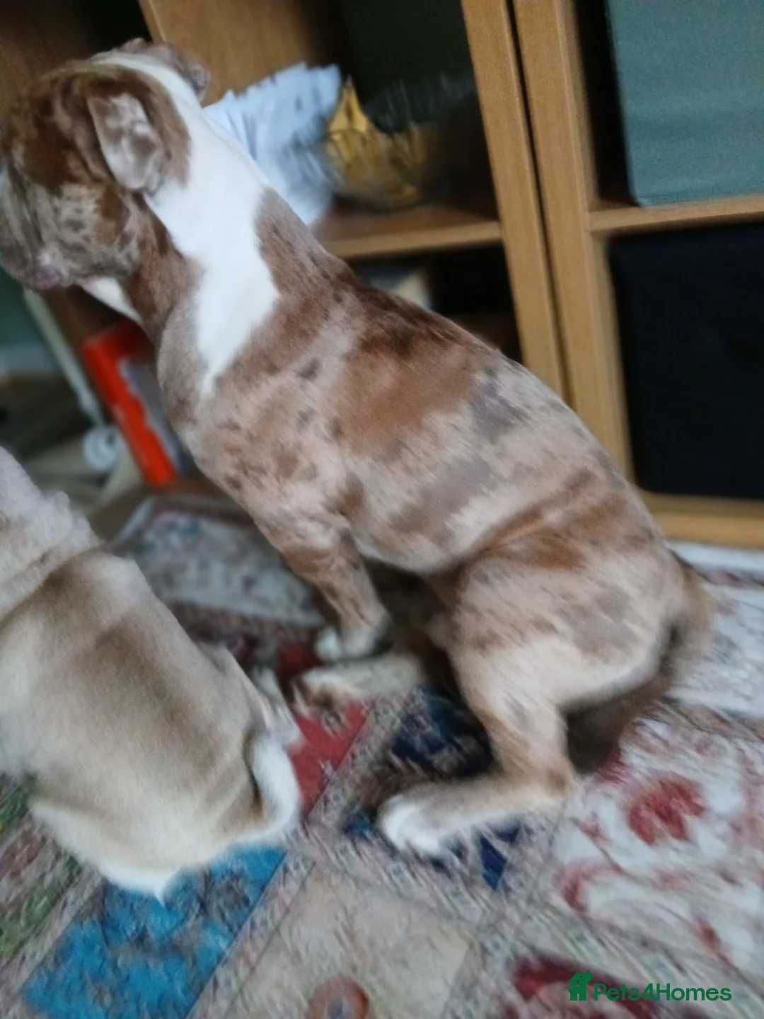 Olde English Bulldogge dogs for stud: Old English bulldog lilac Merle for stud  - Advert 2