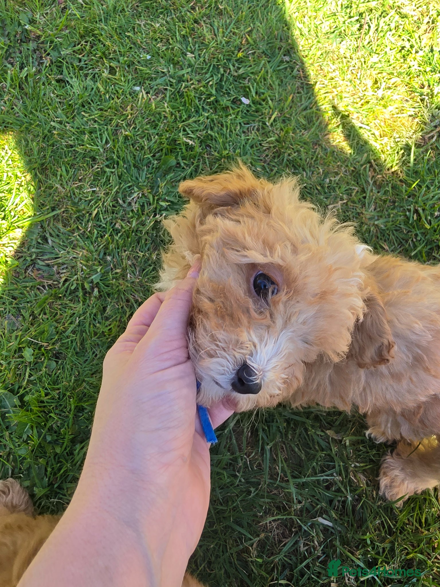 Poochon dogs for sale: Boys 850 , Girls 1050  - Advert 25
