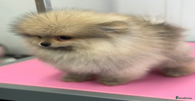 Pomeranian dogs - Advert 14
