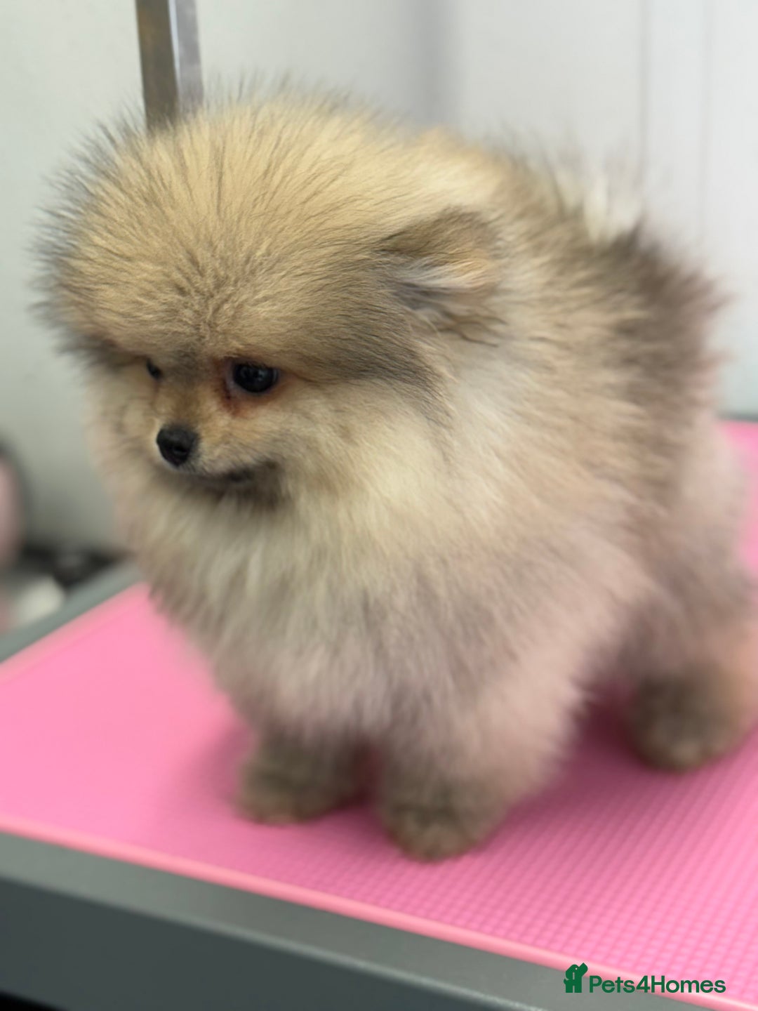 Pomeranian dogs for sale: Stunning Pomeranian Boy ready for walkie  - Image 2