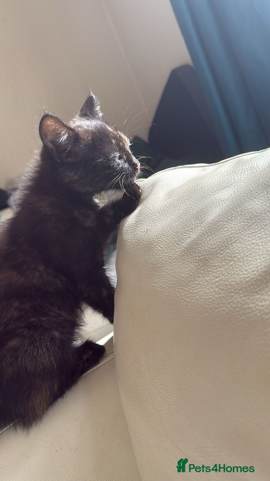 Domestic Shorthair cats for sale: 3 beautiful kittens xx - Image 4