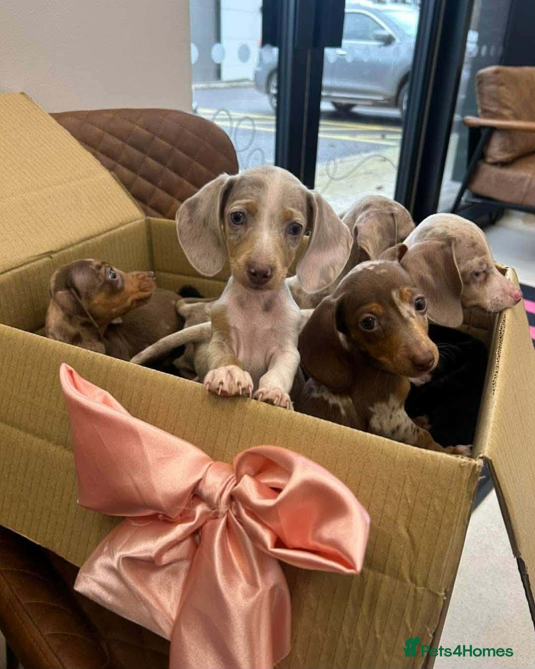 Miniature Dachshund dogs Mini Dachshunds looking for their forever homes - Advert 14