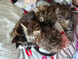 Maine Coon cats MainCoon Registered Polydactyl Female and 2 Males - Advert 11
