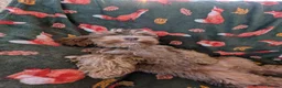 Cockapoo dogs for sale: 🌟 Superb chocolate sable cockapoo pups 🌟 in Maldon - Advert 28