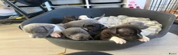 Staffordshire Bull Terrier dogs for sale: Staffordshire bull terriers for sale  - Advert 3