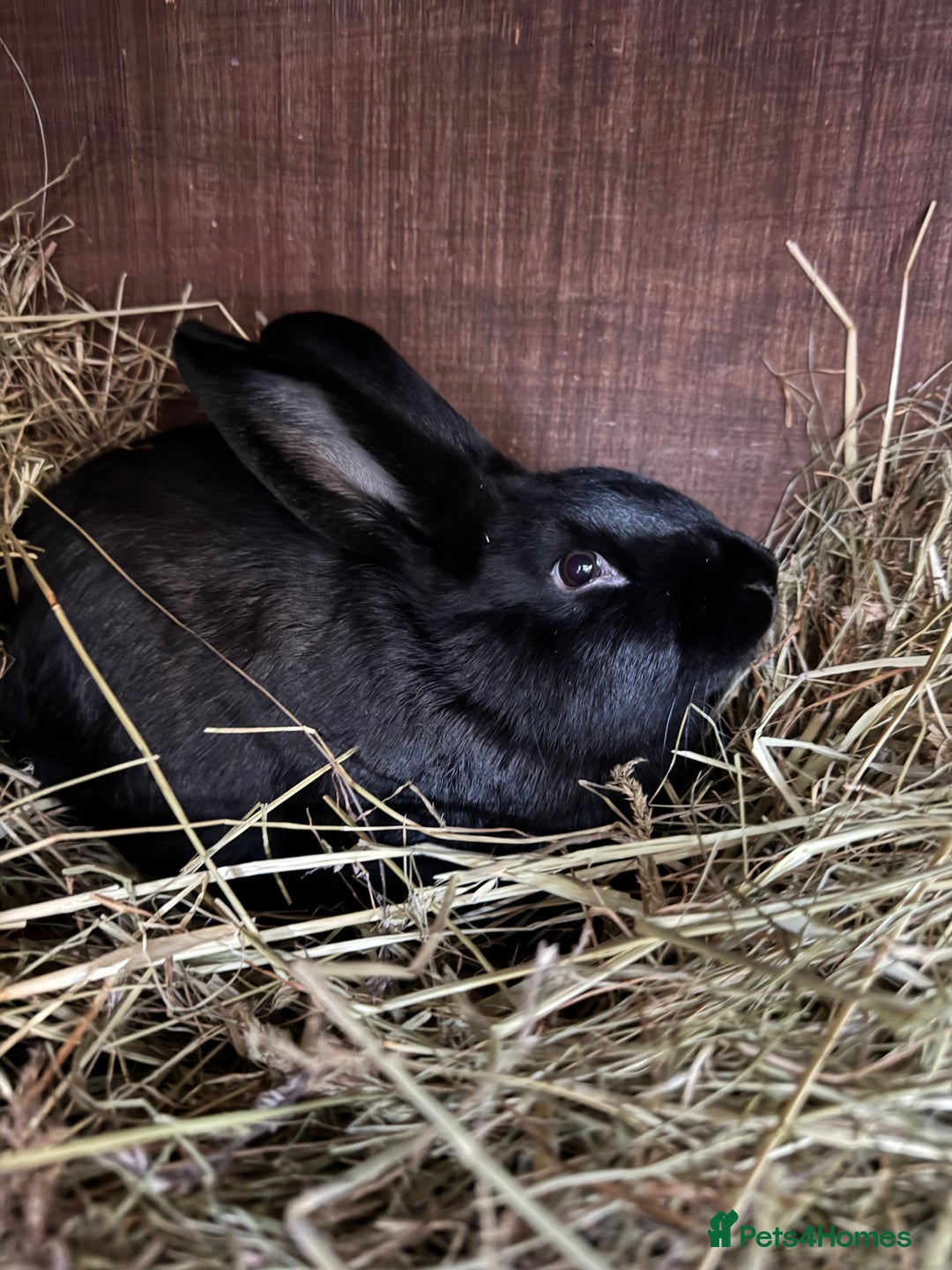 Mixed Breed rabbits for sale: Baby rabbits  - Advert 5