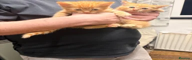 Maine Coon 4