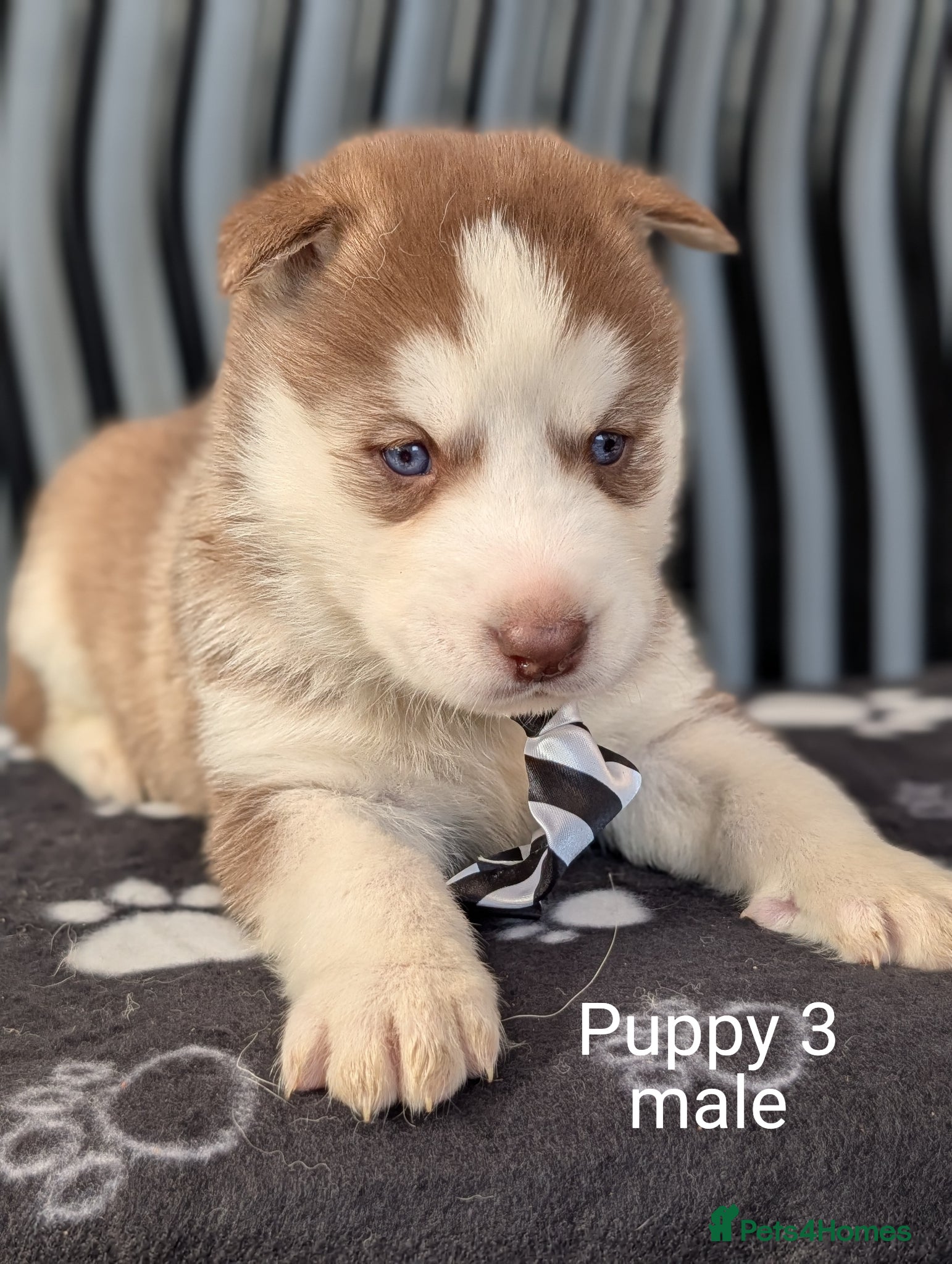 Siberian Husky dogs Beautiful Siberian Husky (all with Blue eyes) - Advert 2