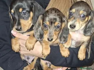 Miniature Dachshund dogs Kc reg miniature dachshunds boys and girls - Advert 15