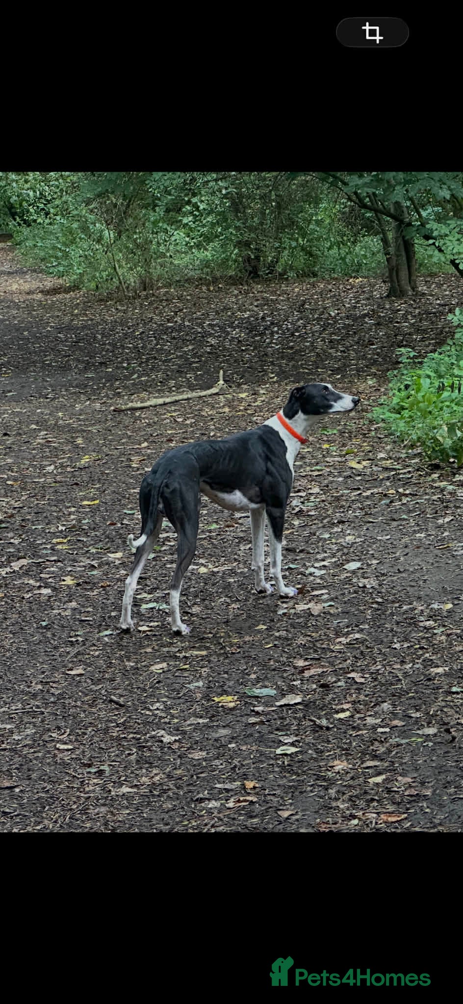 Mixed Breed dogs For stud - Advert 5