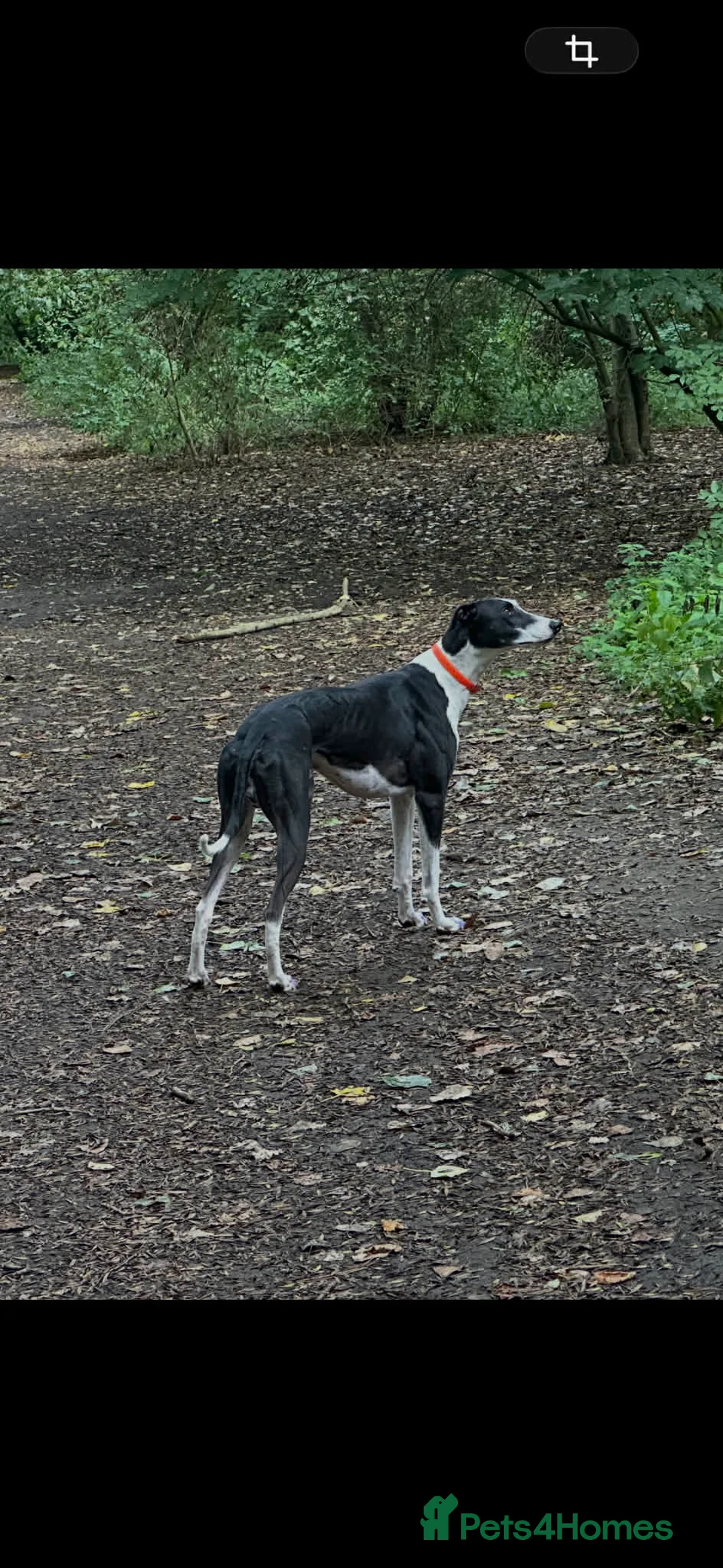 Mixed Breed dogs for stud: For stud - Advert 1