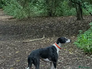 Mixed Breed dogs For stud - Advert 5