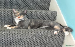 Mixed Breed cats for sale: Peanut - Image 1