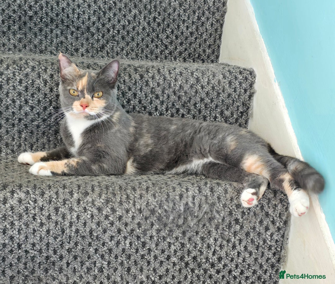 Mixed Breed cats for sale: Peanut - Image 1