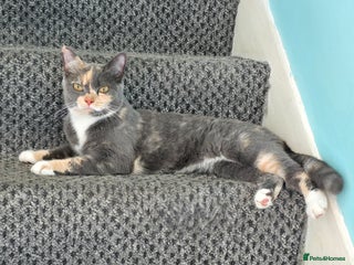 Mixed Breed cats - Advert 3