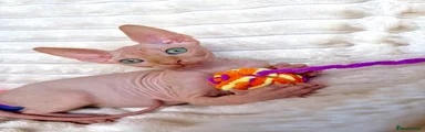 Sphynx 1