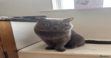 British Shorthair cats - Advert 2