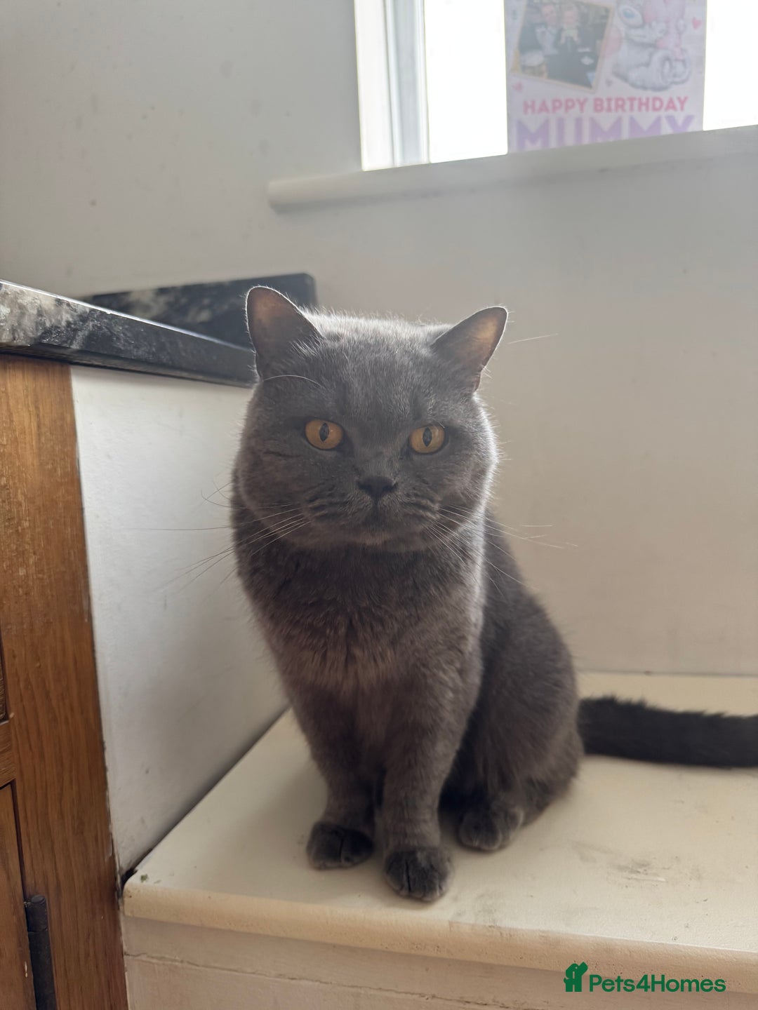 British Shorthair cats for sale: Beautiful British shorthair  - Image 2
