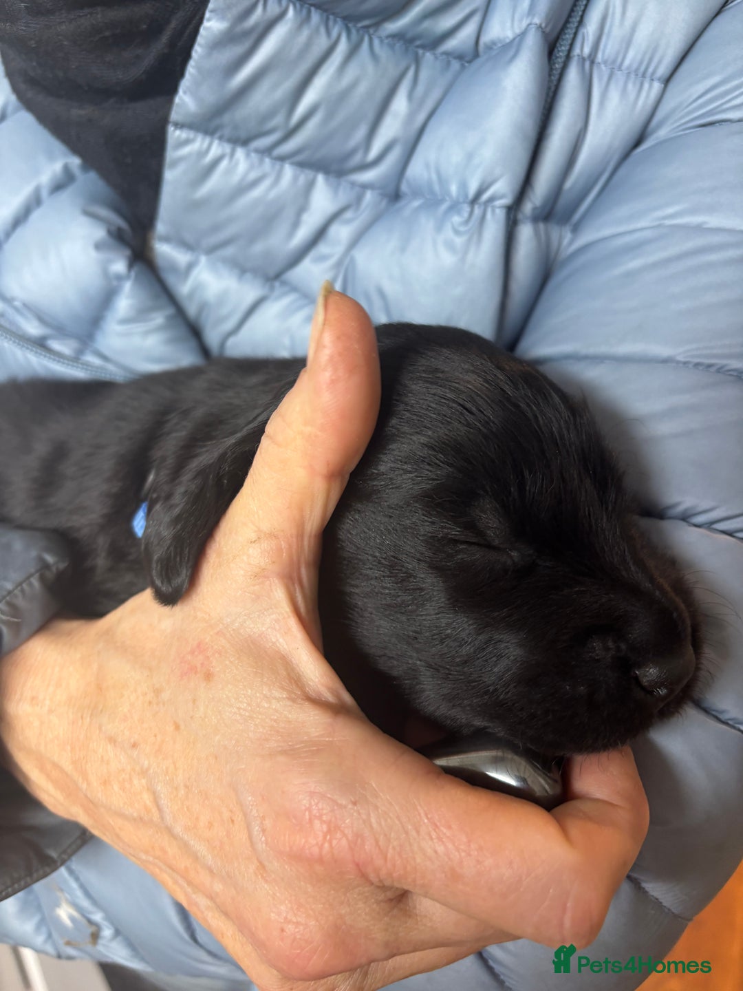 Mixed Breed dogs for sale: Flat Coat x Golden + Flat Coat x Labrador Puppies  - Advert 11