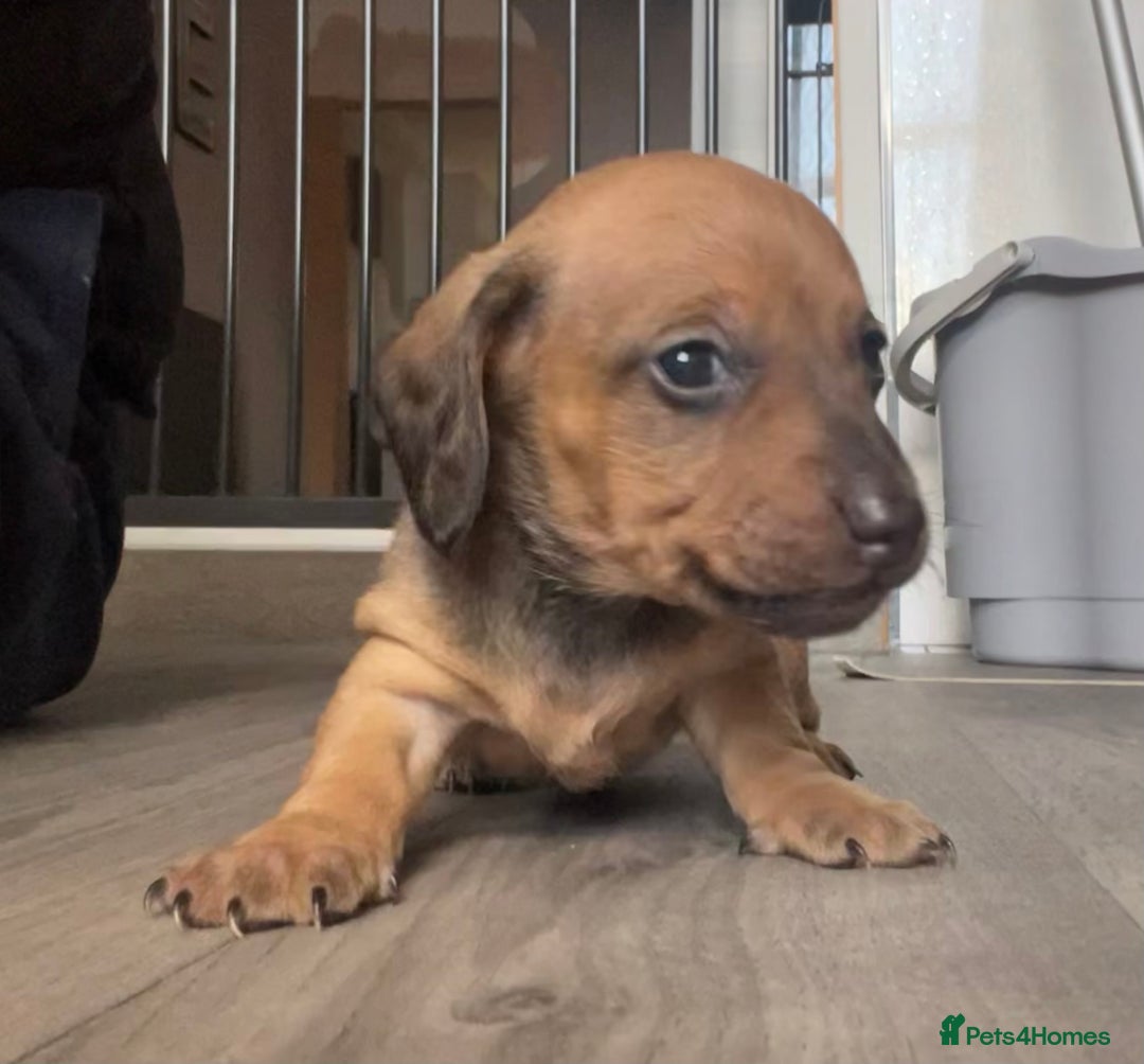 Miniature Dachshund dogs for sale: Smooth haired Miniature dachshunds - Image 15