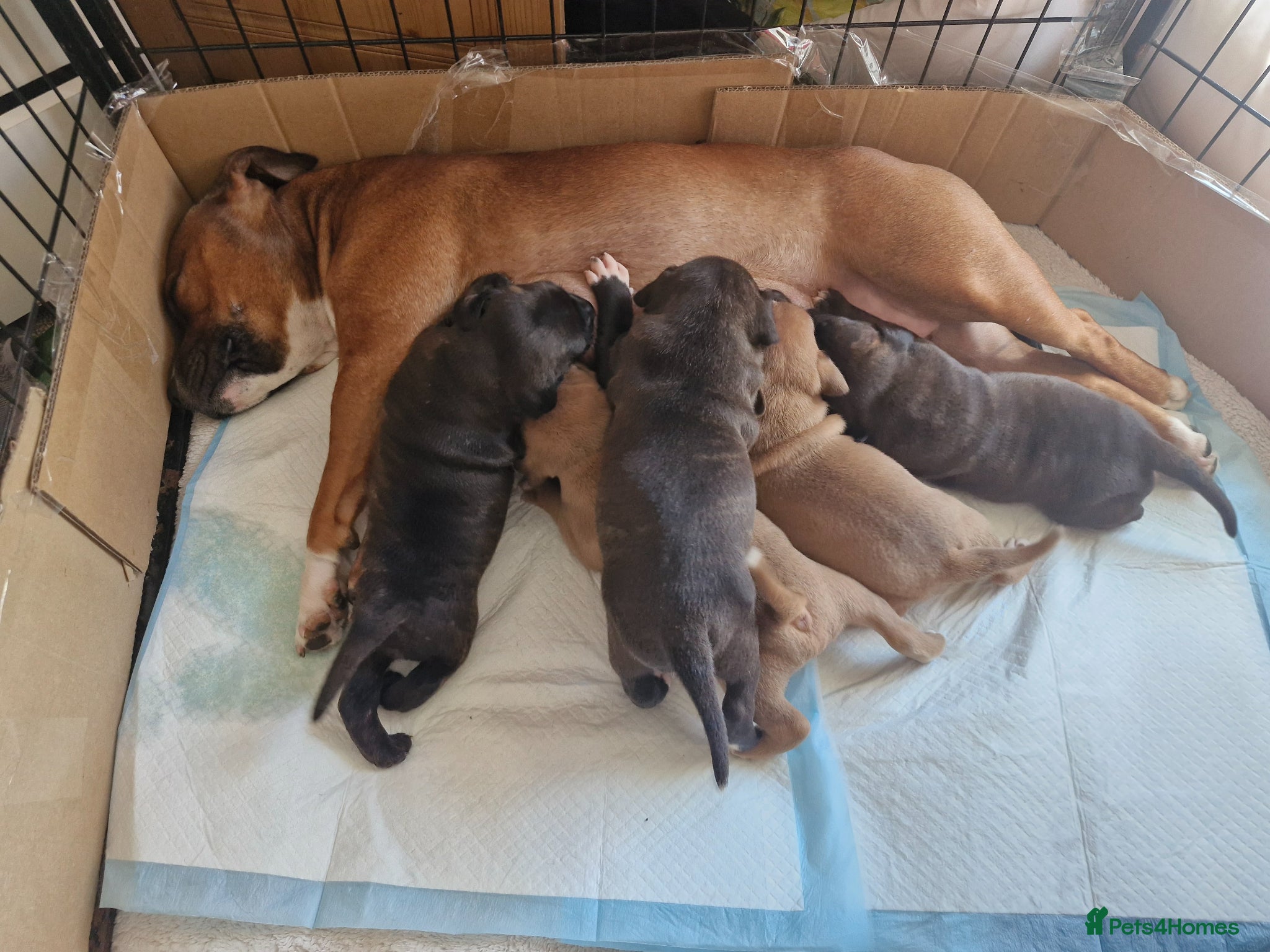Staffordshire Bull Terrier dogs Staffordshire bull terrier puppies - Advert 3