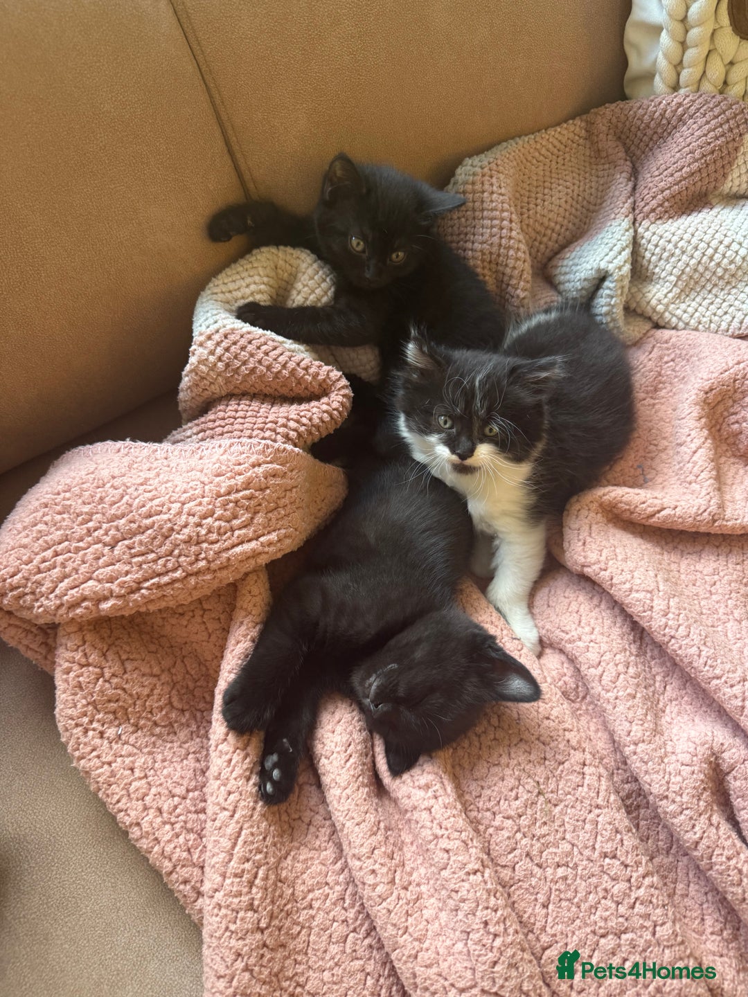 Mixed Breed cats for sale: Adorable kittens ready to go - Image 1