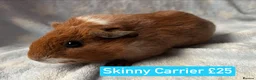 Guinea Pig rodents for sale: Skinny and Hairy Guinea Pig Boars  - Advert 2